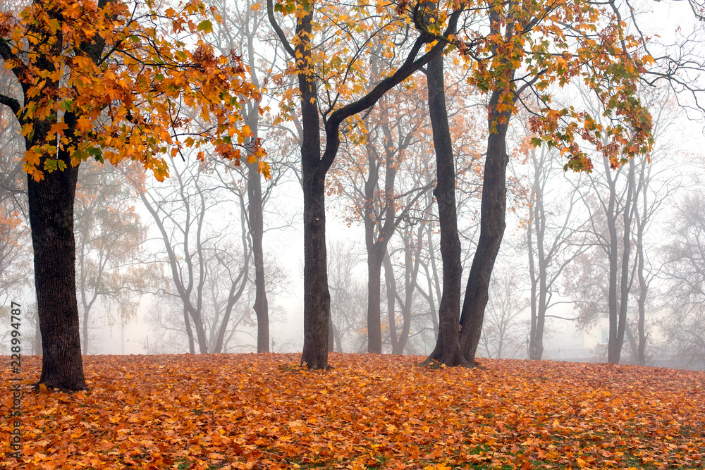 View of misty autumn park  with fallen leaves