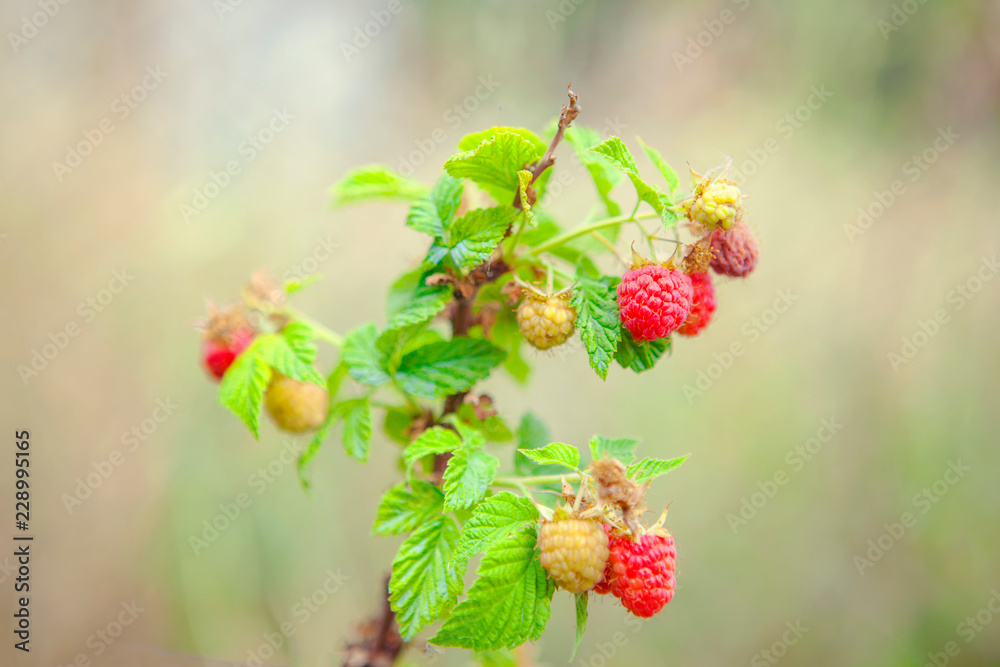 fresh raspberry growing in the garden fresh raspberry growing in the garden