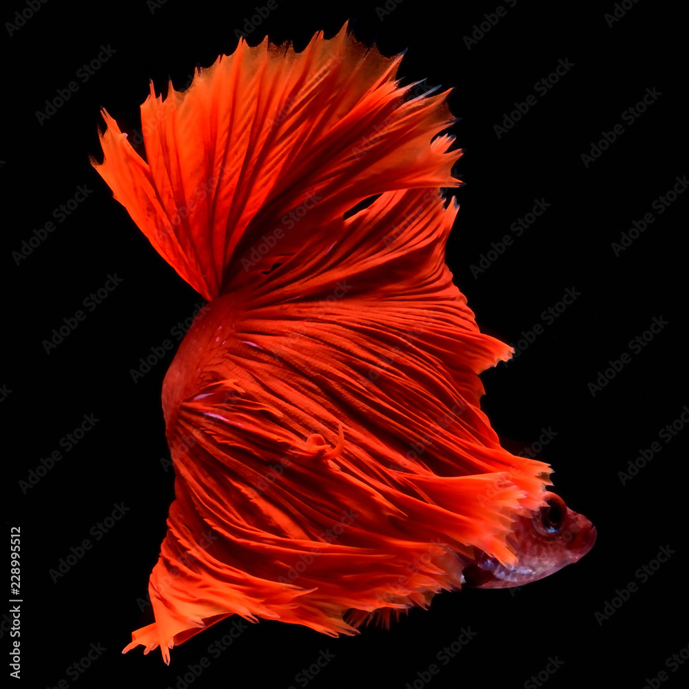 Red Betta Siamese fighting fish. Fins and tail like long skirts, half ...