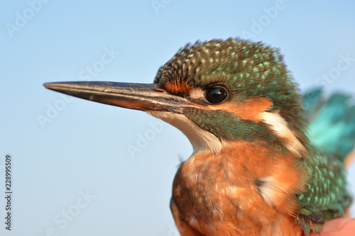 Common Kingfisher