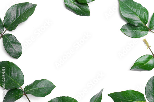 Rose leaves isolated on white