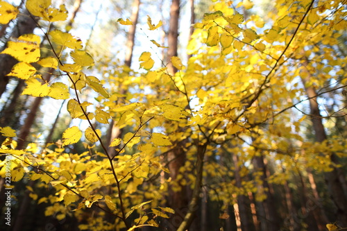 Autumn golden leaves in sunlight