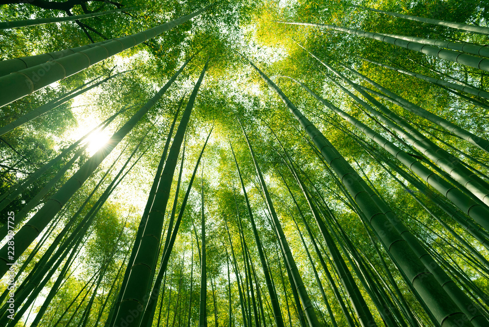 Fototapeta Arashiyama bambusowy las w Kyoto, Japonia.