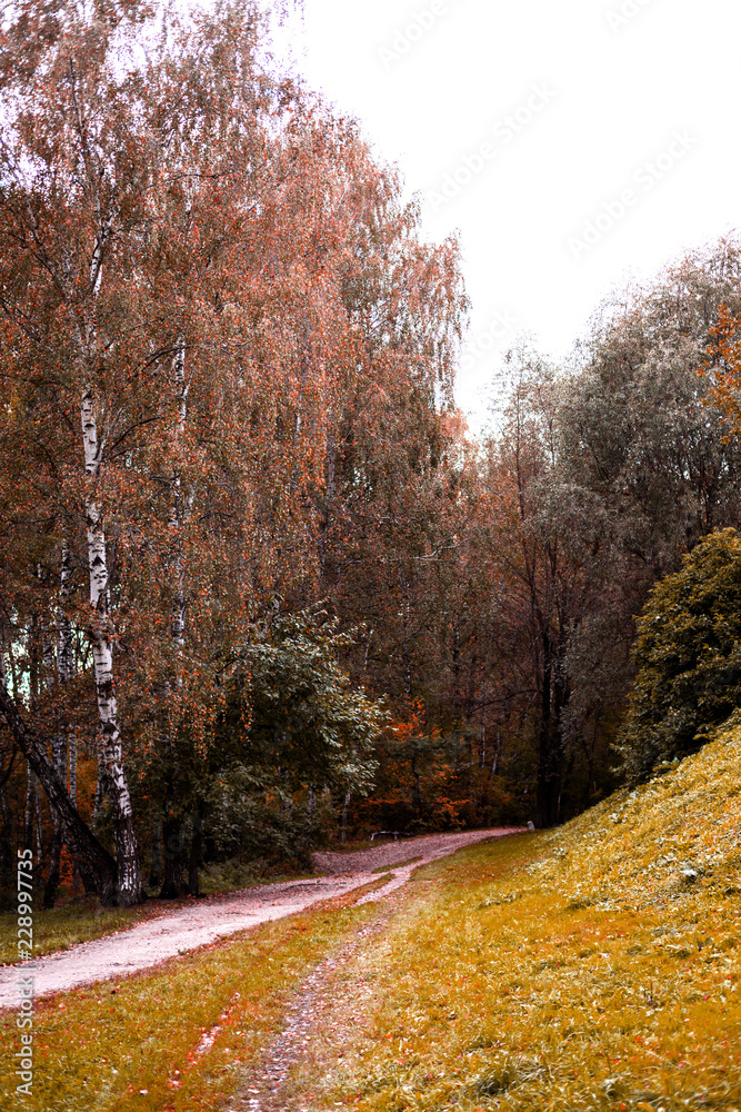 Fototapeta premium Path in the wood or park.Autumn season