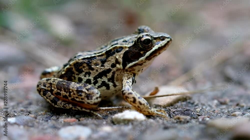 Moorfrosch auf einem Waldweg - Rana arvalis in einer Makroaufnahme - Seitenansicht Moorfrosch auf einem Waldweg - Rana arvalis in einer Makroaufnahme - Seitenansicht
