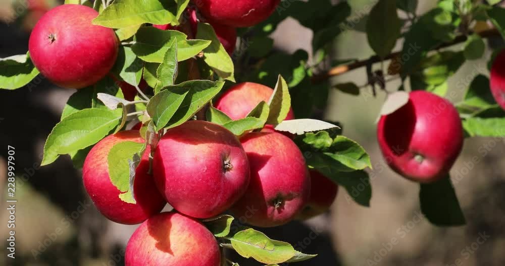 Amasya apples and apples Amasya apples and apples