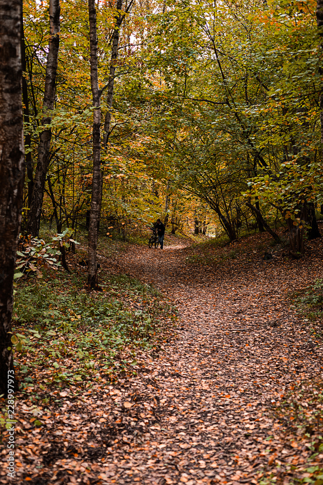 Obraz premium Path in the wood or park.Autumn season