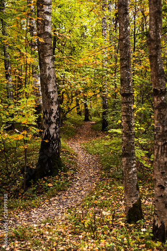 Path in the wood or park.Autumn season