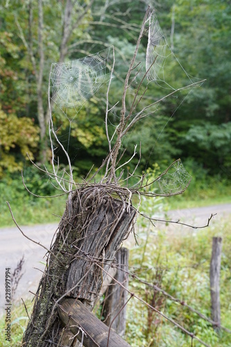 Spider web