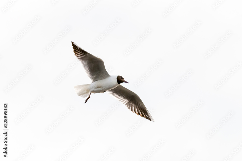 Fototapeta premium gull gray flies in the white sky high free bird with spread wings wild nature base design