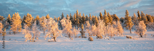 Snowy panoramic landscape, frozen trees in winter in Saariselka, Lapland, Finland