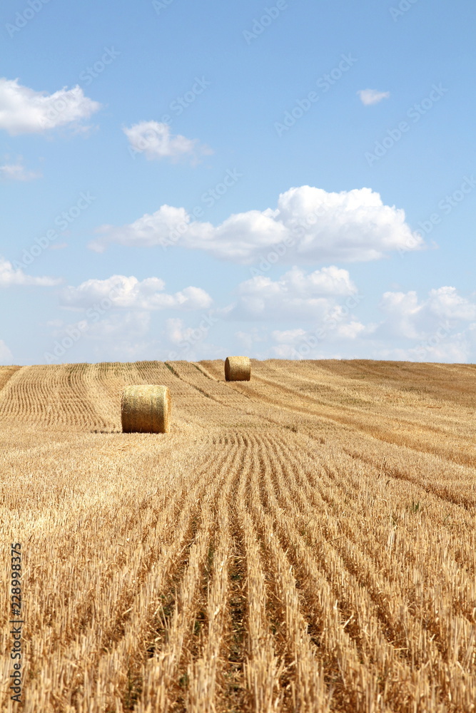 Fototapeta premium Round bale of straw on a stubble field and cloudy blue sky