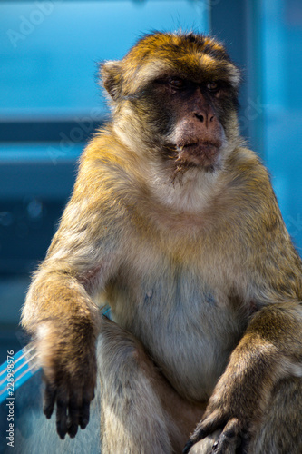 The famous apes of Gibraltar © Ben Gingell