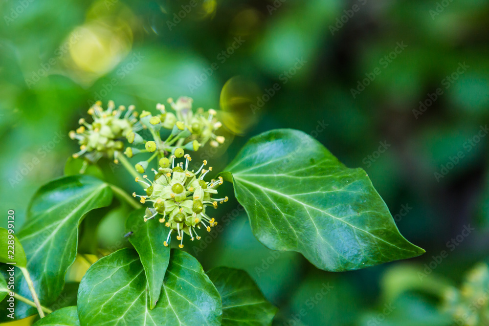 Green blooming hedera in autumn Green blooming hedera in autumn