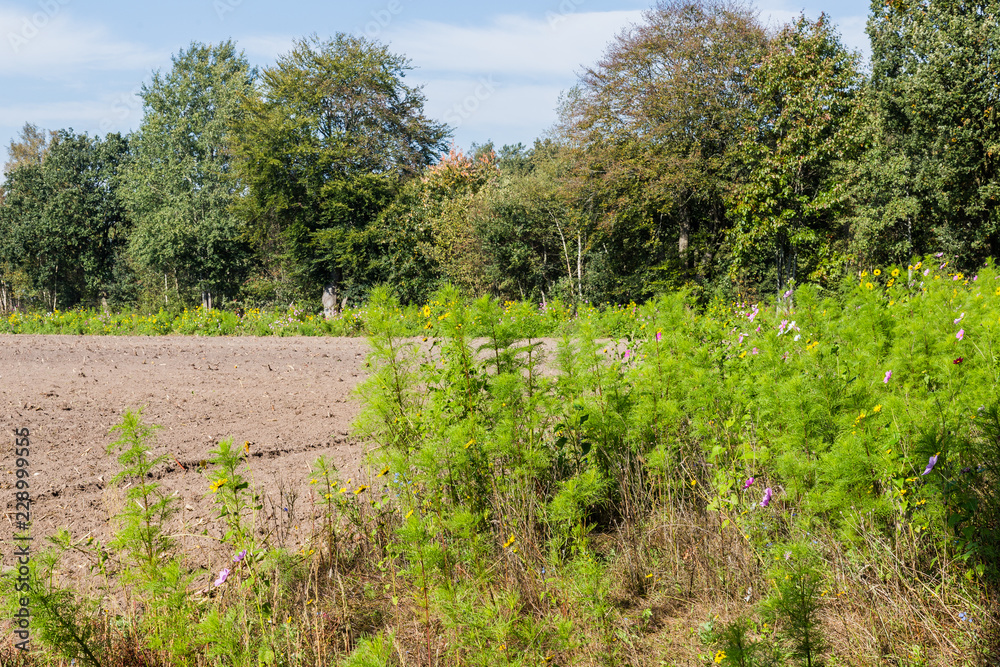 Wild flowers along an agricultural field to increase biodiversity as part of biological farming