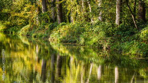 Fototapeta Naklejka Na Ścianę i Meble -  Fresh green trees reflecting in a little river in the Netherlands