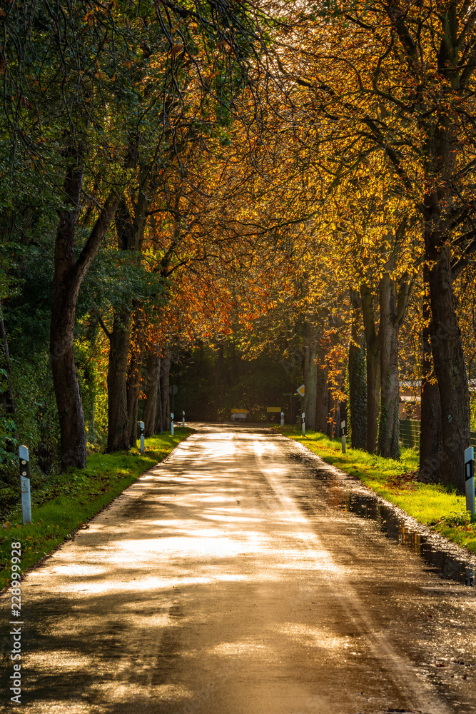 Golden schimmernde Straße nach einem Regenschauer im Herbst, Deutschland