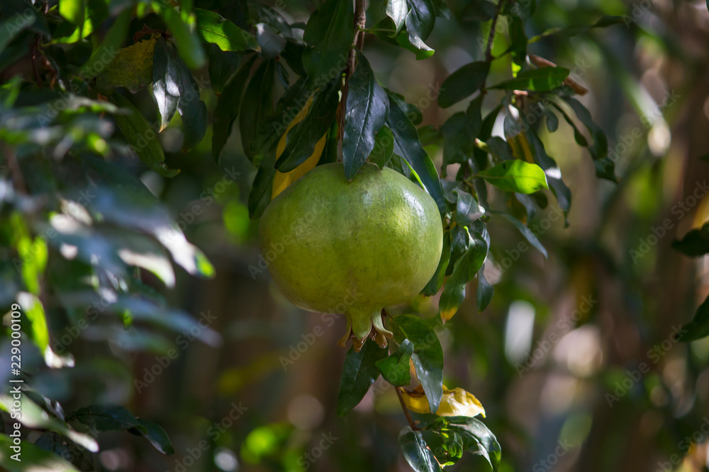 a growing green pomegranate fruit a growing green pomegranate fruit