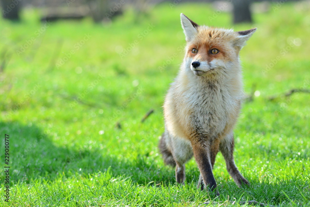 Red fox