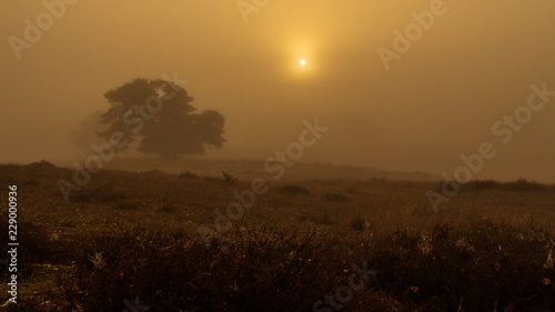Herbstlicher Sonnenaufgang   ber Heidelandschaft mit Nebel