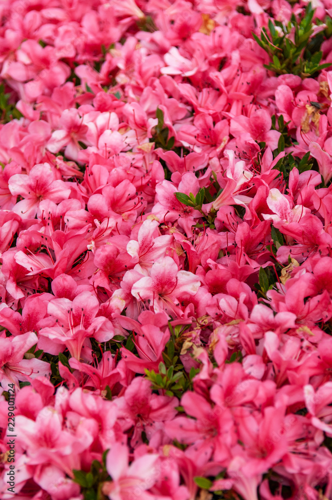 Pink Rhododendron or Azalea blossom flowers in spring time, Nagoya - Japan