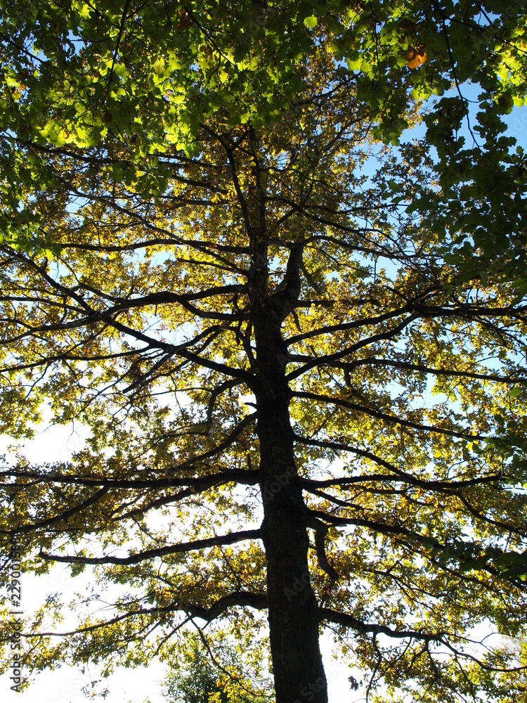 Fototapeta premium Baum im Herbst