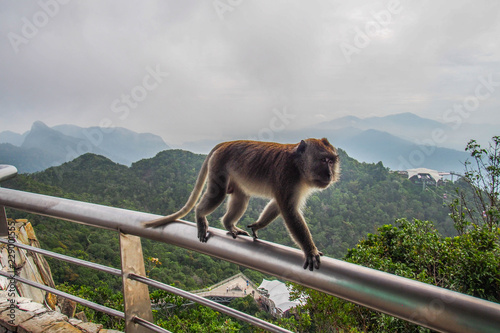 Wildlife/monkey or travel Malaysia(Asia) concept. Scenic landscape view of symbol/landmark of Langkawi Island - Cable Car to Sky Bridge with monkey on foreground. Tourist popular attraction