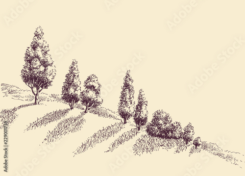 Trees growing on a hill slope sketch