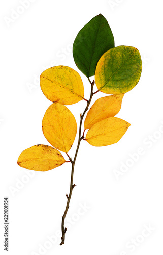 Closeup of autumn twig wuth...