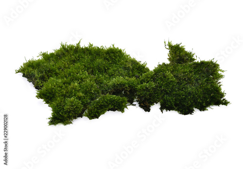 moss isolated on white background