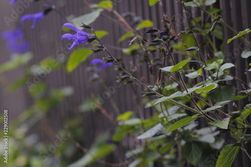 violet flower like talkative bird (Anise-scented sage)
