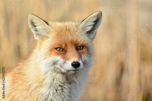Red fox © Csonta