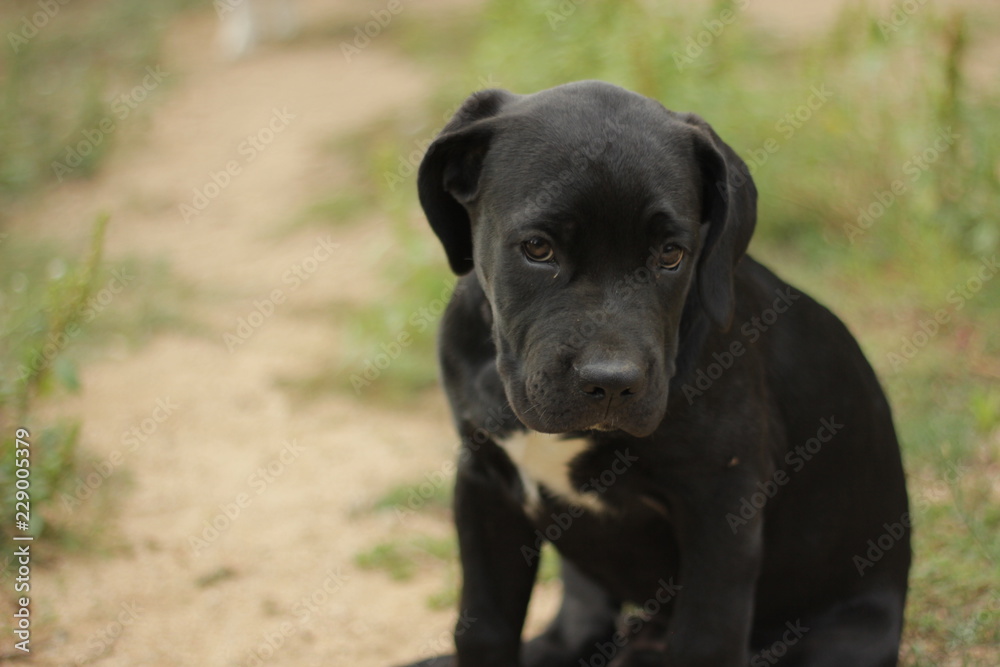 cane corso