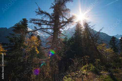 Landscape beautiful mountains with forest and pines and blue sky with sun rays and highlights in the Caucasus in Russia Dombay photo