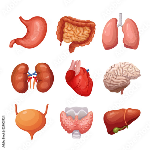 Human internal organs. Stomach and lungs, kidneys and heart, brain and liver. Body parts vector anatomy set. Illustration health organ collection for system