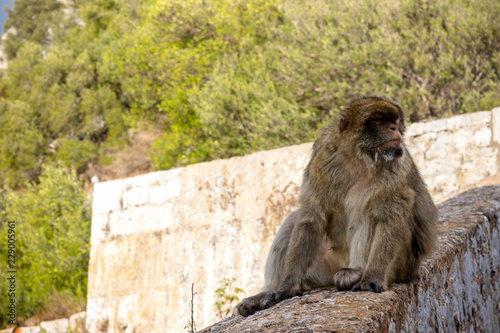 The famous apes of Gibraltar