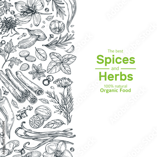 Hand drawn herbs and spices background. Vintage organic indian kitchen and asian spices vector cooking concept. Ingredient for cooking, spice and herb, rosemary and cardamom illustration
