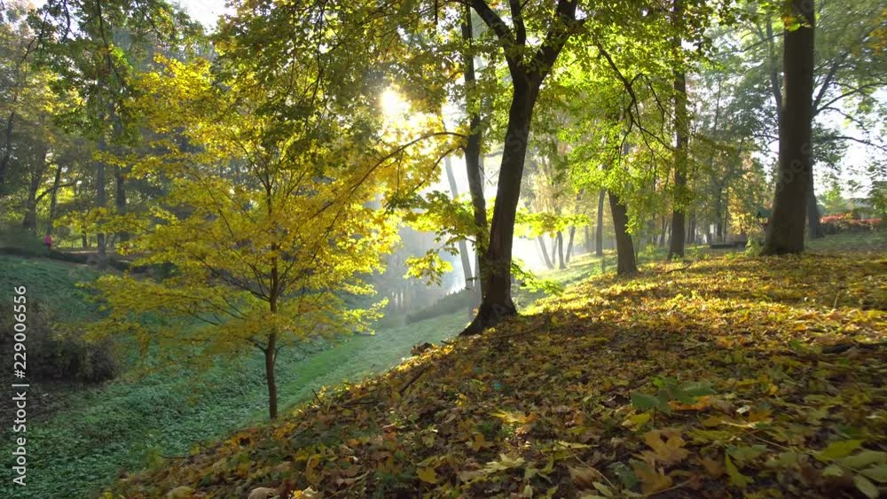 Autumn Yellow Leaves in a Park Motion Background Autumn Yellow Leaves in a Park Motion Background