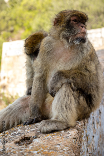 The famous apes of Gibraltar © Ben Gingell