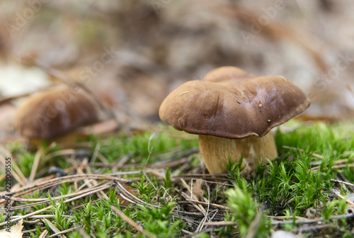 Polish mushrooms (Imleria badia) on moss in the forest.