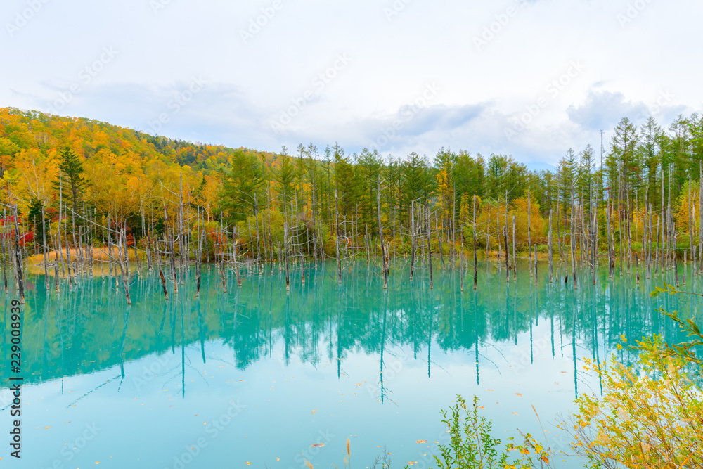 Blue pond (Aoiike) in Biei, Hokkaido Autumn season,
