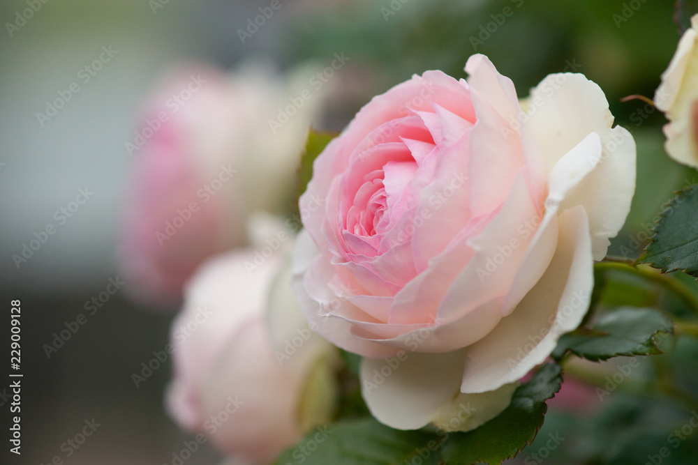 薔薇の季節 薔薇の季節