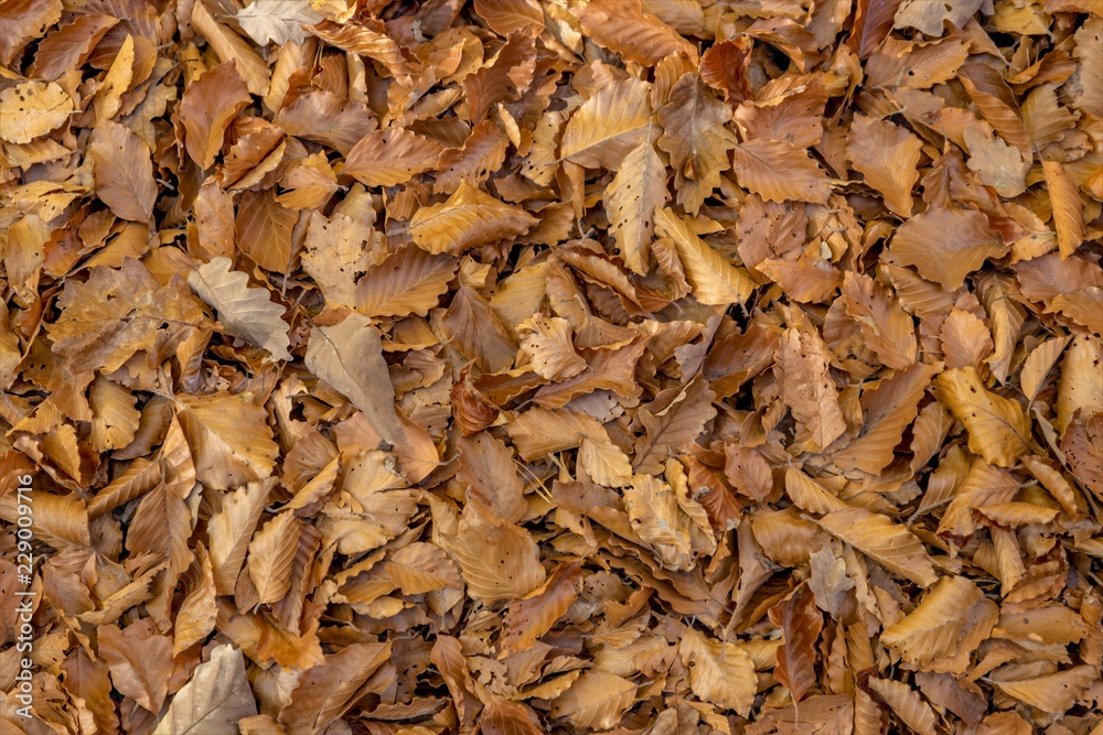 Full-size forest floor with autumnal beech and oak leaves as background Full-size forest floor with autumnal beech and oak leaves as background