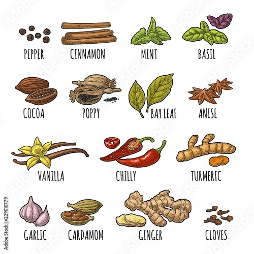 Set spices. Vintage vector engraved illustration isolated on white