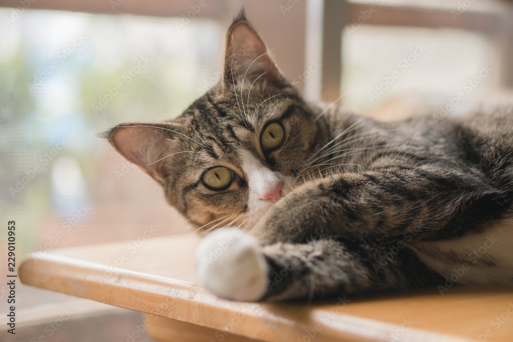 The cat is looking forward and looking cute. The cat is looking forward and looking cute.