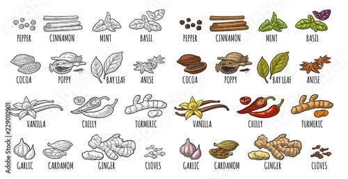 Set spices. Vintage vector engraved illustration isolated on white