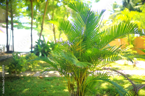 Fern leaves in the tropics