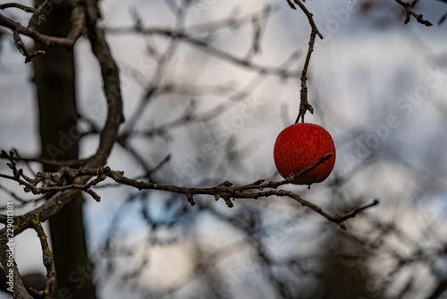 letzter Apfel photo