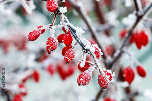 Obraz na plátně Berberis branch under heavy snow and ice.