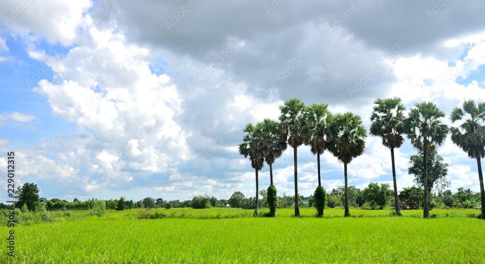 sugar palms in farm rice nature on sky background sugar palms in farm rice nature on sky background